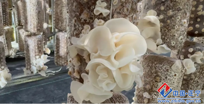 25db19ccf5064204adab886633537d23.png 25db19ccf5064204adab886633537d23.png