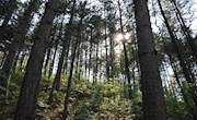 天然油松林