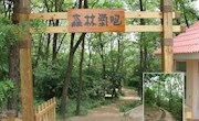 森林氧吧