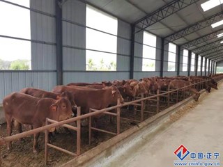 早胜肉牛