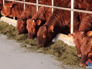 早胜肉牛