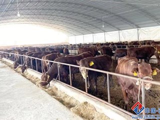 鑫乐5000头商品肉 牛育肥基地