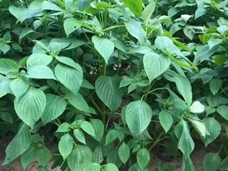 正宁紫苏