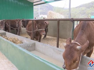 早胜牛