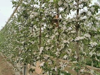 苹果示范园