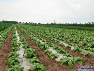 大田烤烟