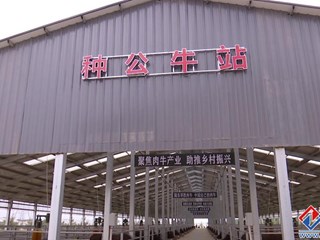 万头早胜肉牛养殖场