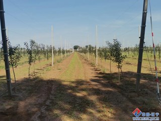 苹果矮化密植示范园
